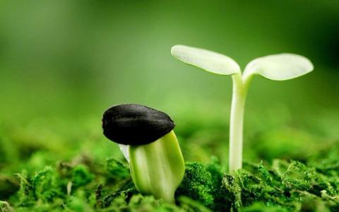 清新护眼绿色嫩芽图片桌面壁纸第2张