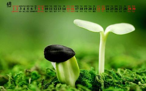 绿色植物图片 _ 第(3)张