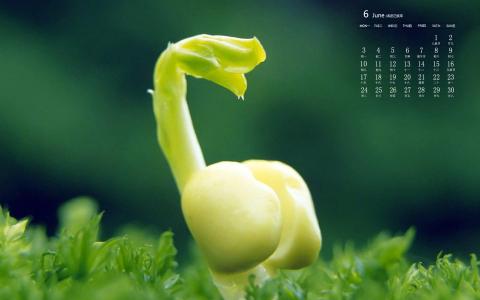 绿色植物图片 _ 第(4)张