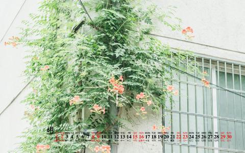 绿色桌面图片 _ 第(4)张