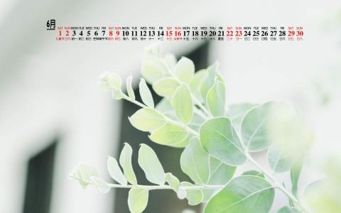 绿色桌面图片 _ 第(5)张