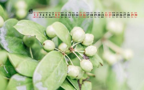 绿色桌面图片 _ 第(6)张