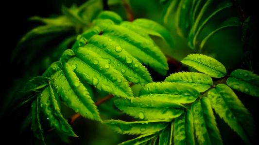 绿色植物图片 _ 第(1)张
