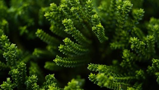 绿色植物图片 _ 第(4)张