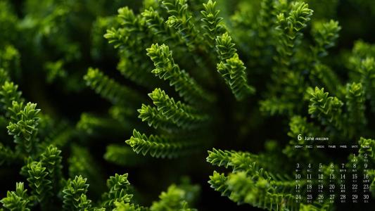 绿色植物图片 _ 第(4)张