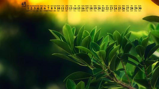 绿色植物图片 _ 第(6)张