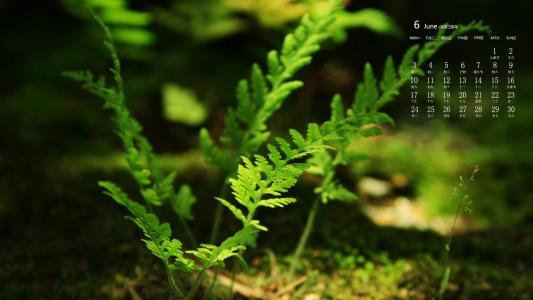 绿色植物图片 _ 第(7)张