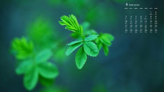 绿色植物图片 _ 第(8)张