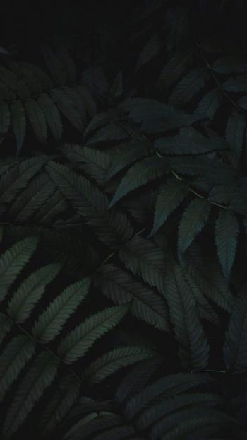 爱情浪漫鲜艳玫瑰花图片wp手机桌面主题壁纸第4张