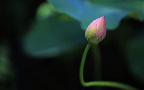 荷花图片图片 _ 第(5)张