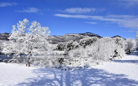 唯美冬日雪景图片手机壁纸第4张