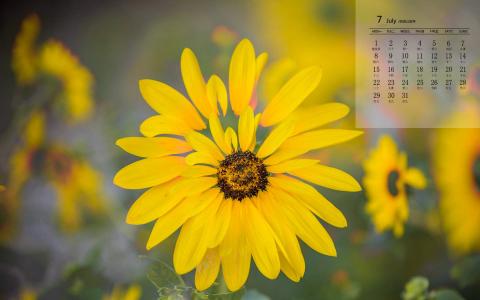 2014年6月日历桌面壁纸金黄向日葵唯美清新图片第1张