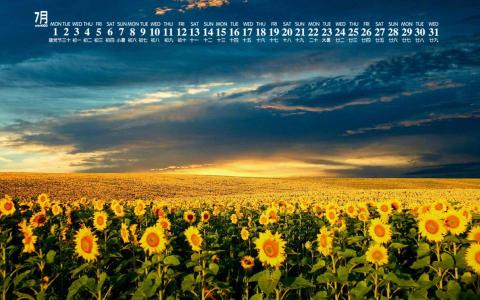 2014年9月日历壁纸秋天太阳下的美丽向日葵图片合集(一)第4张