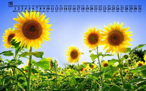 2014年9月日历壁纸秋天太阳下的美丽向日葵图片合集(一)第5张