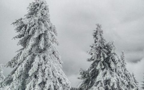 唯美冬日雪景图片手机壁纸第5张