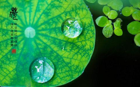 荷花图片图片 _ 第(3)张