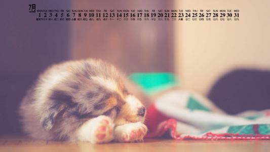 可爱黑猫高清动物图片合集宽屏电脑桌面壁纸下载第一辑第4张