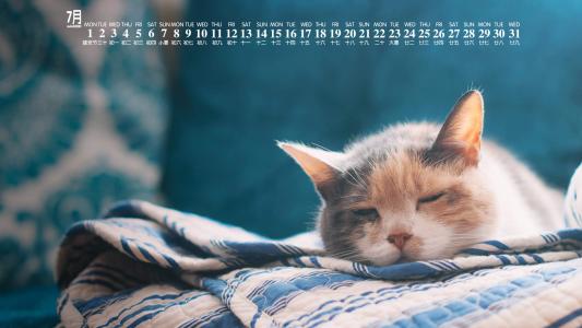 可爱黑猫高清动物图片合集宽屏电脑桌面壁纸下载第一辑第5张