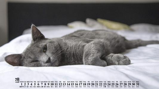 可爱黑猫高清动物图片合集宽屏电脑桌面壁纸下载第一辑第6张