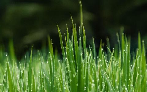 绿色植物图片 _ 第(9)张