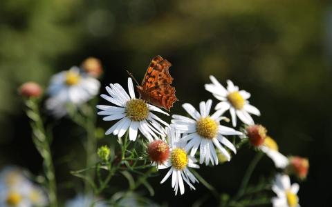 2017年9月秋日盛开的菊花高清日历壁纸第0张