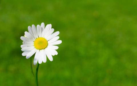 2017年9月秋日盛开的菊花高清日历壁纸第1张