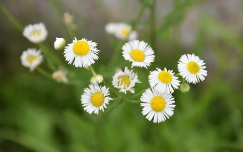 2017年9月秋日盛开的菊花高清日历壁纸第2张