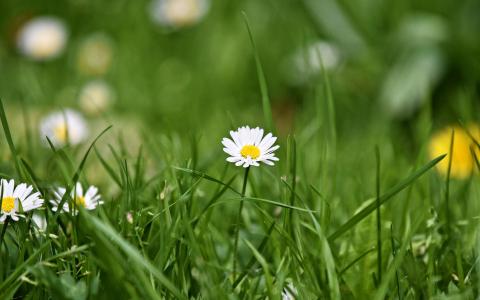 2017年9月秋日盛开的菊花高清日历壁纸第3张