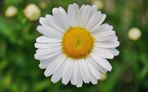 2017年9月秋日盛开的菊花高清日历壁纸第5张