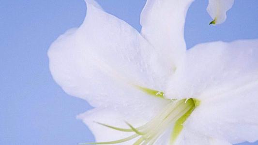 百合花图片 _ 第(7)张