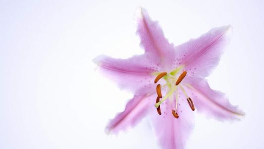 百合花图片 _ 第(8)张