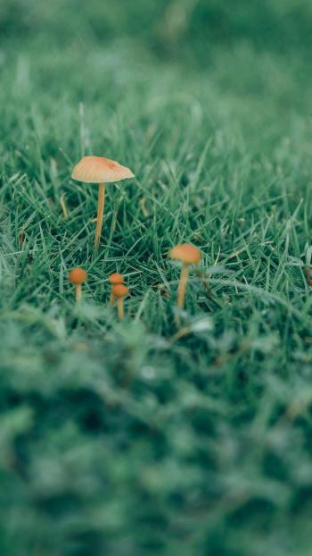 清新护眼绿色植物图片手机壁纸第1张