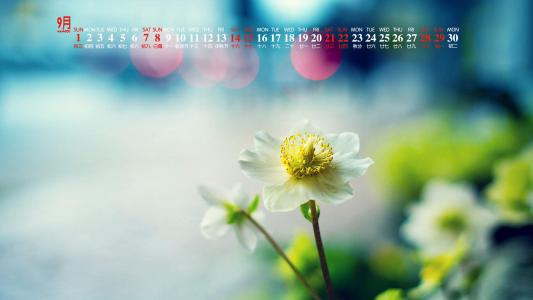 唯美清新绿色植物花卉高清摄影素材图片欣赏第2张