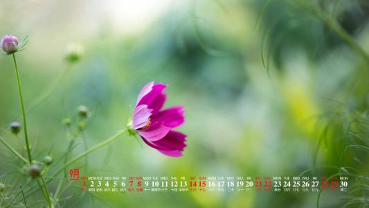 唯美清新绿色植物花卉高清摄影素材图片欣赏第3张
