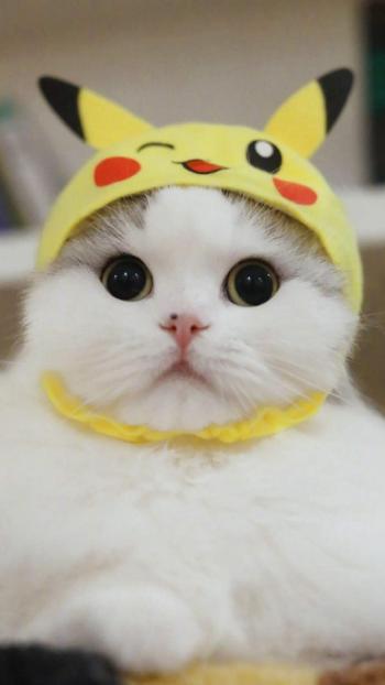 超可爱小猫图片高清手机壁纸第0张