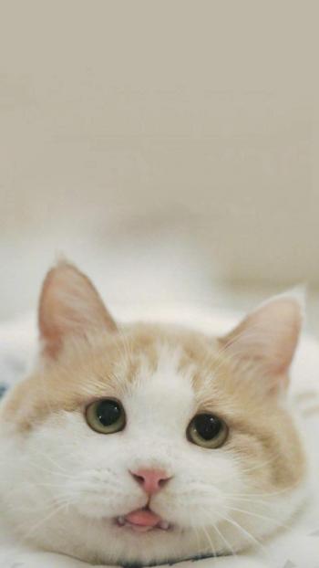 超可爱小猫图片高清手机壁纸第1张