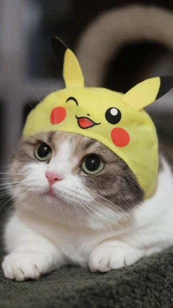 超可爱小猫图片高清手机壁纸第2张