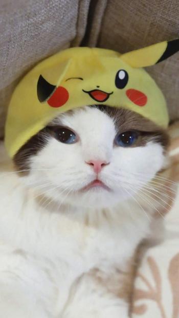 超可爱小猫图片高清手机壁纸第6张