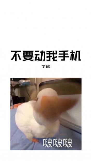 搞笑文字创意图片手机壁纸第1张