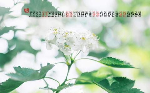 清新桌面图片 _ 第(5)张