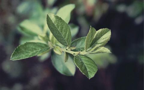 高清鲜花小清新绿色护眼花卉手机壁纸第4张