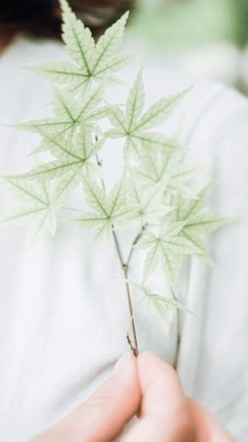 绿色植物图片 _ 第(8)张