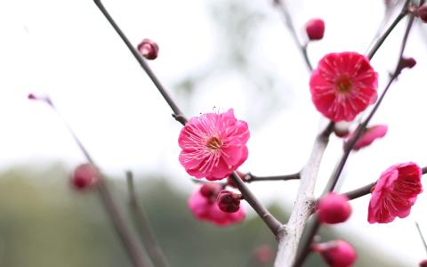 唯美鲜艳的红梅图片电脑壁纸第1张