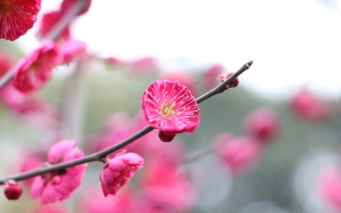 唯美鲜艳的红梅图片电脑壁纸第2张