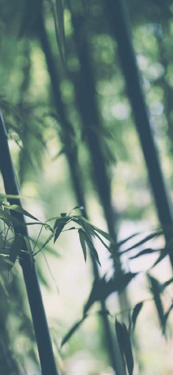 枫叶图片 _ 第(6)张