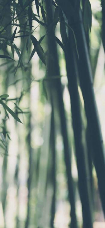 枫叶图片 _ 第(7)张