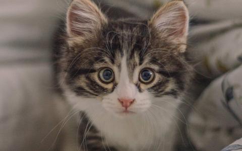 超可爱小猫图片高清手机壁纸第0张