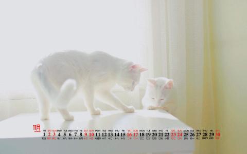 第0张