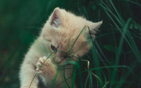 超可爱小猫图片高清手机壁纸第1张
