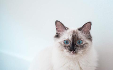 超可爱小猫图片高清手机壁纸第2张